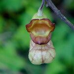Aristolochia californica Flower