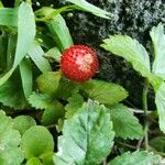 Potentilla indica Фрукт