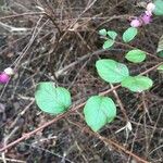 Symphoricarpos orbiculatus Folha