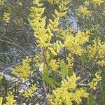 Acacia longifolia 花