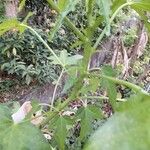 Abelmoschus moschatus Coajă