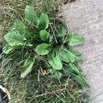 Taraxacum obovatum Yaprak