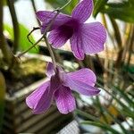 Dendrobium bigibbum Flors