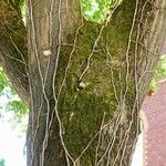 Sophora japonica Bark