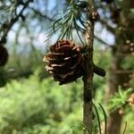 Larix kaempferiFruto