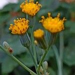 Senecio oxyriifolius Lorea