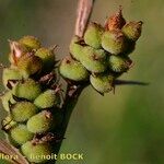 Carex tomentosa Fruit