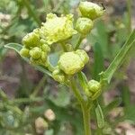 Parthenium hysterophorus Květ