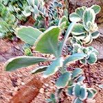 Kalanchoe fedtschenkoi Habit