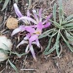 Colchicum montanum Квітка