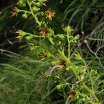 Saxifraga mutata Lorea