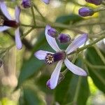 Melia azedarach 花