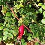 Rosa setipoda Fruto