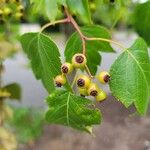 Crataegus phaenopyrum ফল