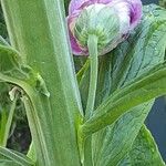 Digitalis thapsi 树皮