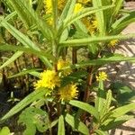 Lysimachia thyrsiflora Hábito