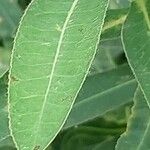 Euphorbia hyberna পাতা