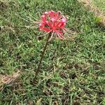 Lycoris radiata Blodyn