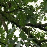 Quercus canariensis Leaf