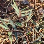 Chamaecrista mimosoides Hoja