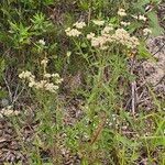 Achillea alpina Агульны выгляд
