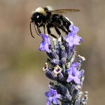 Lavandula latifolia Blomma