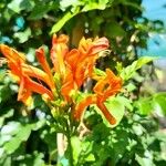 Tecoma capensis Flower