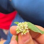 Mikania cordifolia花