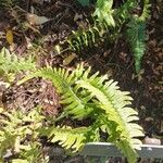 Blechnum australe Blad