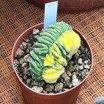 Trichocereus macrogonusLeaf