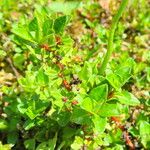Salix calyculata Leaf