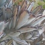 Kalanchoe tomentosa Folha