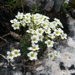 Saxifraga squarrosa Flower