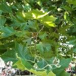 Platanus occidentalis Folha