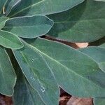 Euphorbia amygdaloides Feuille
