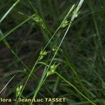 Carex depauperata Flor