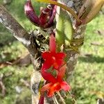 Cattleya wittigiana ᱵᱟᱦᱟ