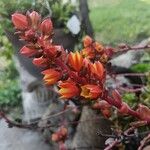 Echeveria multicaulis 花