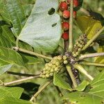 Erythrina globocalyx Vaisius