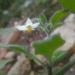 Solanum alatum Flower