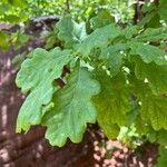 Quercus × rosacea Hoja