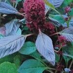 Amaranthus hypochondriacus Floare