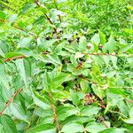 Coriaria myrtifolia Blad