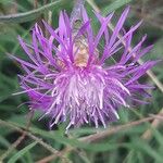 Centaurea jaceaVirág