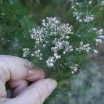 Erica arborea Blomst