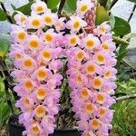 Dendrobium thyrsiflorum Flor