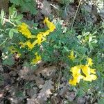 Chamaecytisus hirsutusبرگ