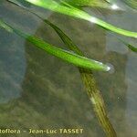 Vallisneria spiralis 葉