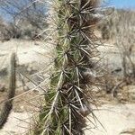 Echinocereus engelmannii Kora