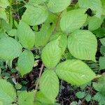 Rubus nigricans Blatt